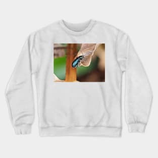 Altica sp. beetle on a dried plant Crewneck Sweatshirt